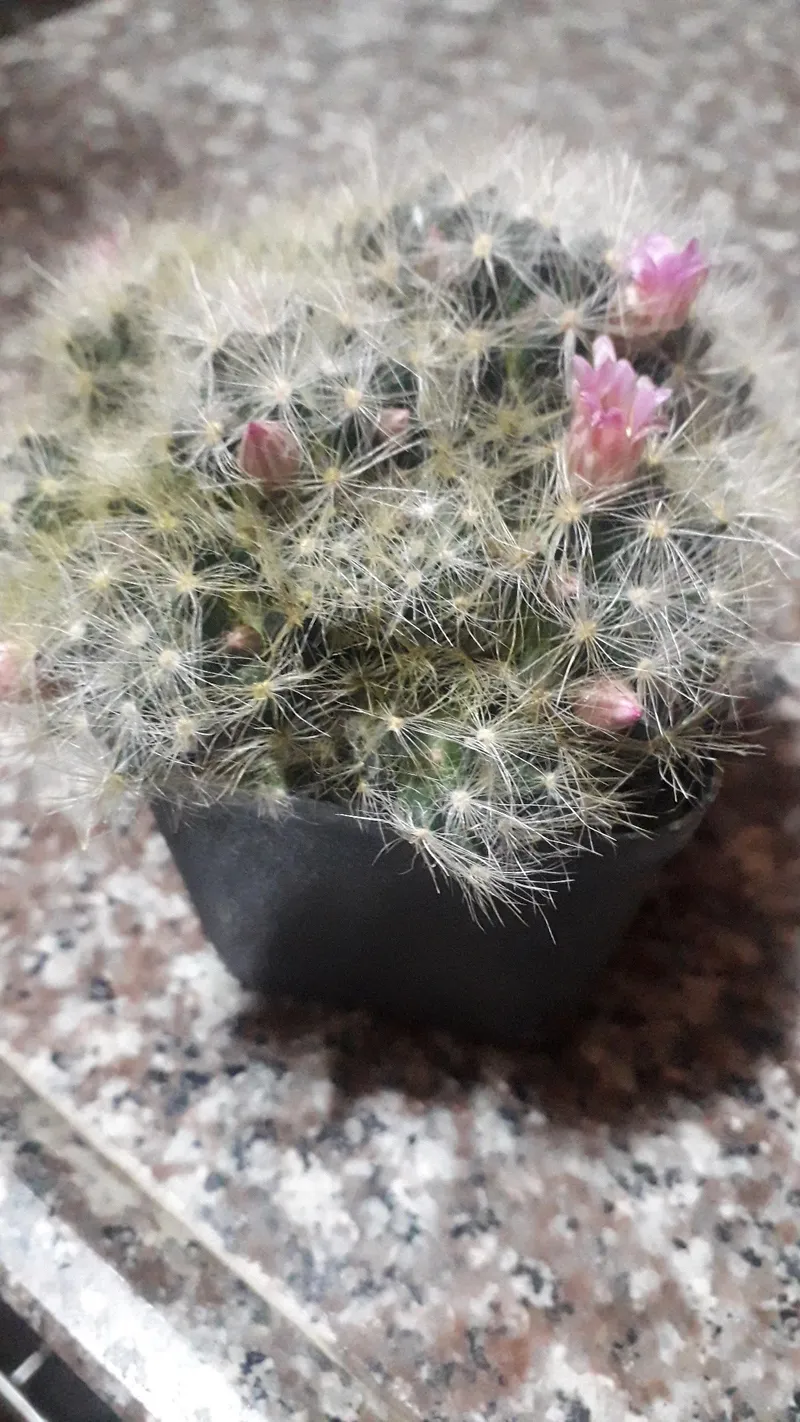 Understanding the Symbolism and Allure of the Texas Nipple Cactus Flower
