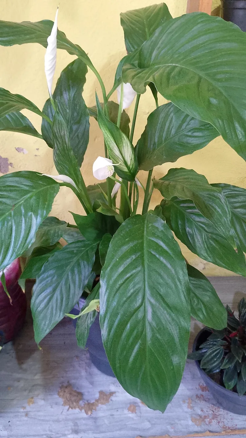 The Language and Meaning of the Peace Lily: A Symbol of Serenity