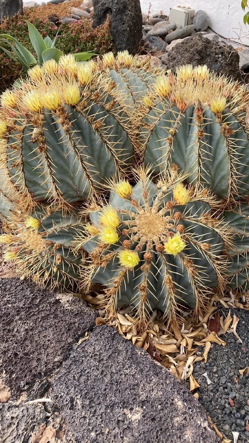 Interpretar los resultados de las pruebas de espirometría, image size:800x1422
