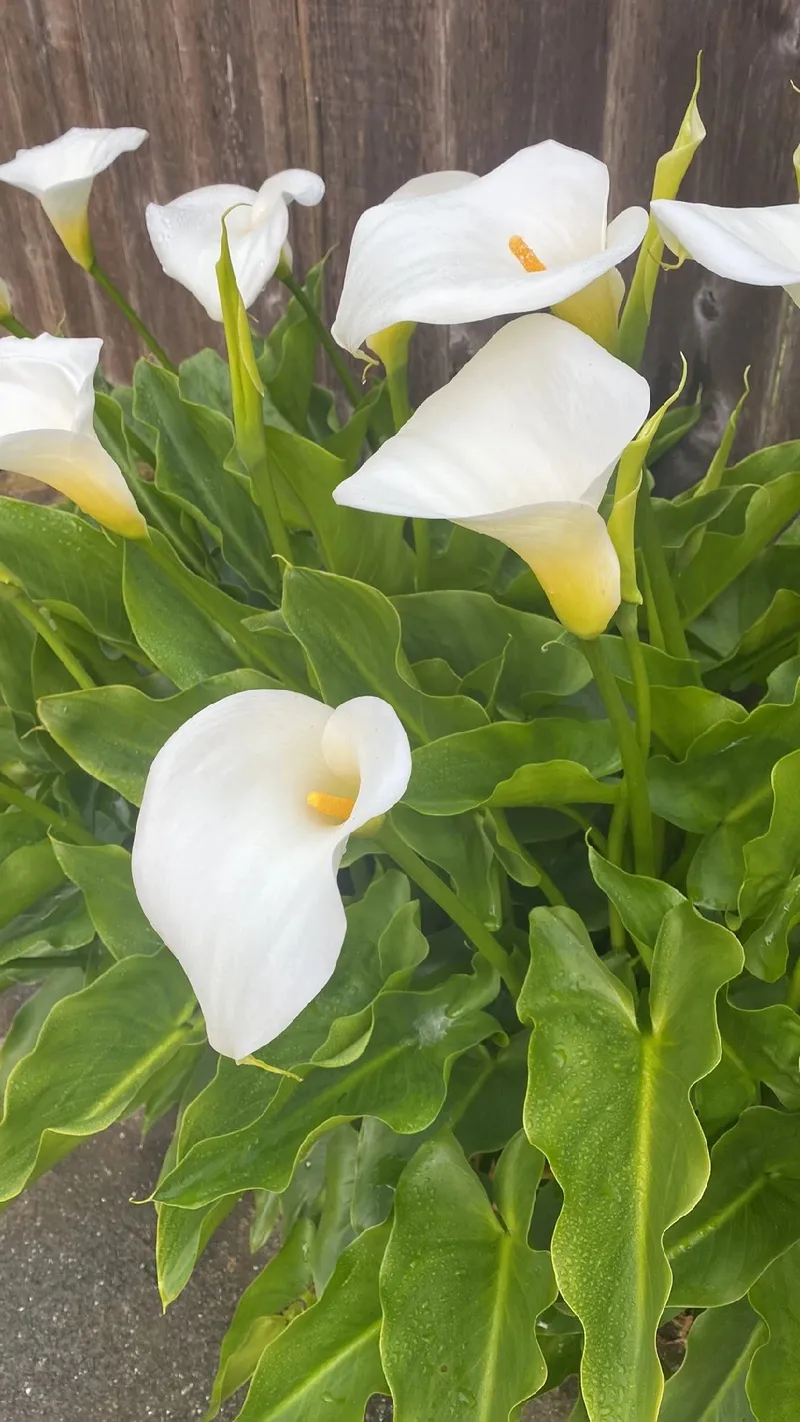 The Captivating Calla Lily: Symbolism, Occasions, and Cultural Significance