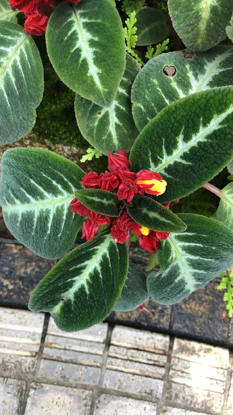 エピスシア・クプレアータの魅力と花言葉: 歴史と文化に彩られた花