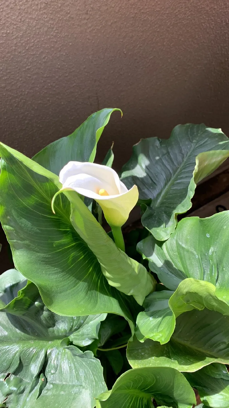 Die Bedeutung und Symbolik der wunderschnen Gewhnlichen Calla