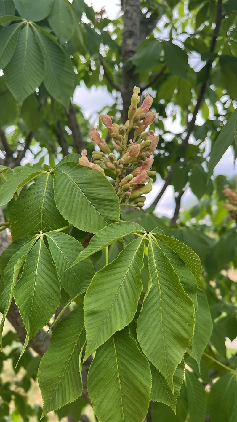 黄花栃の木(キバナトチノキ):その魅力と花言葉