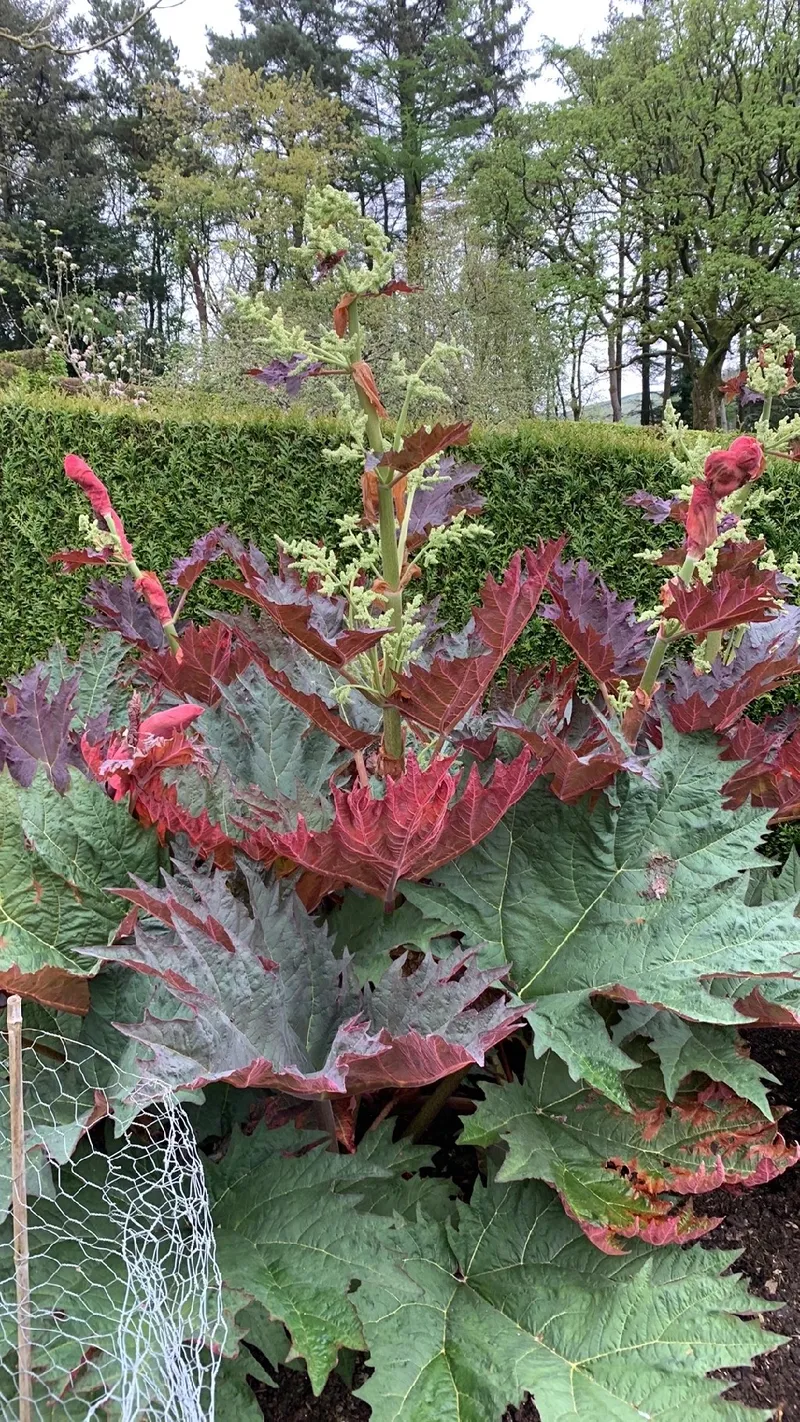 El Lenguaje y Significado del Ruibarbo de China: Historia y Simbolismo, image size:800x1422