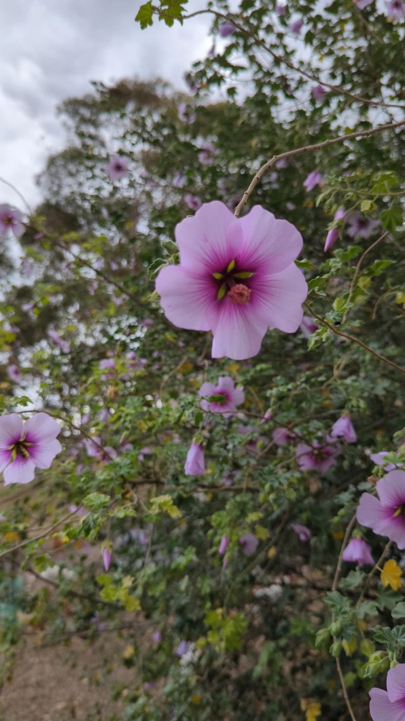 Discover the Beauty and Meaning of Tree Mallow in Floral Symbolism