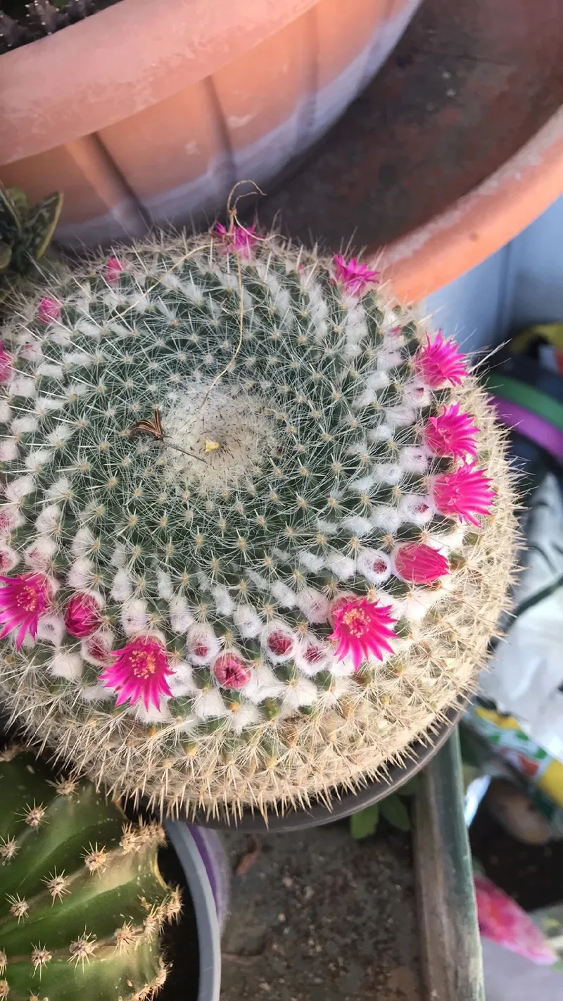 cristata cactus Crested Golden Rat Tail Cactus main image 0