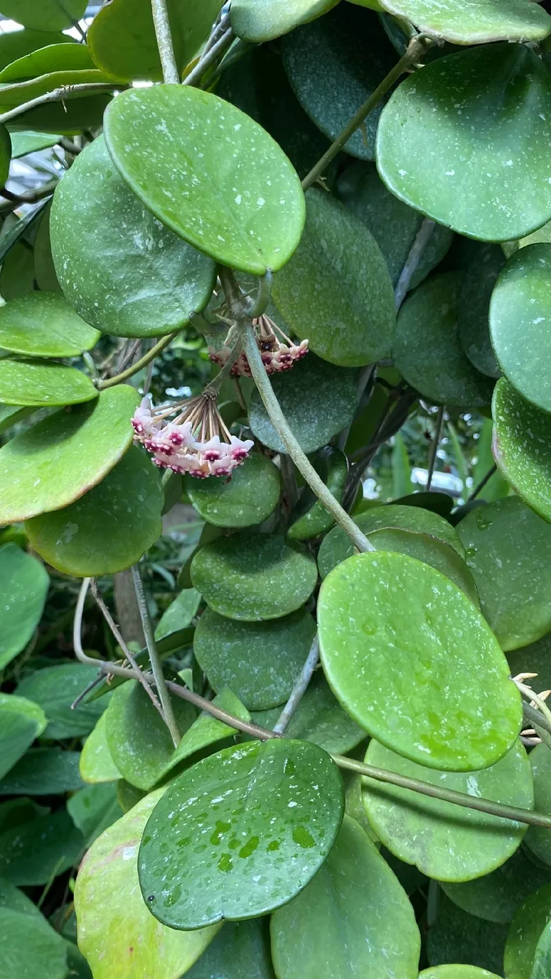 Descubre el Significado y la Belleza de la Planta de Cera (Hoya cordata)