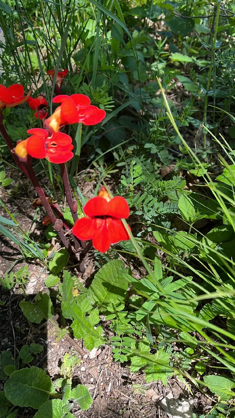 Acácia-de-flor-vermelha: Simbolismo e Significado Cultural das Flores, image size:800x1422