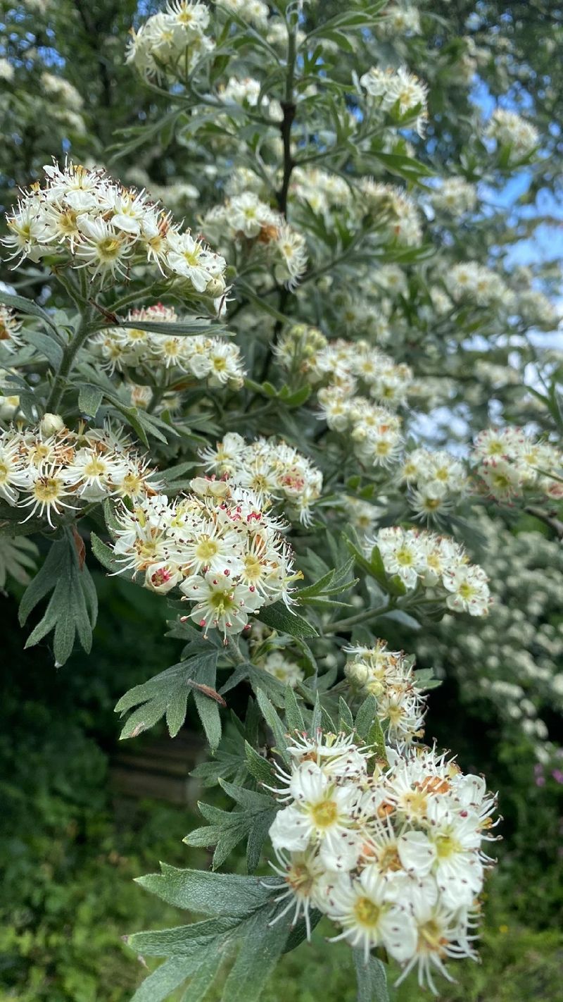 Exploring the Language and Meaning of Azarole: An Exquisite Flower