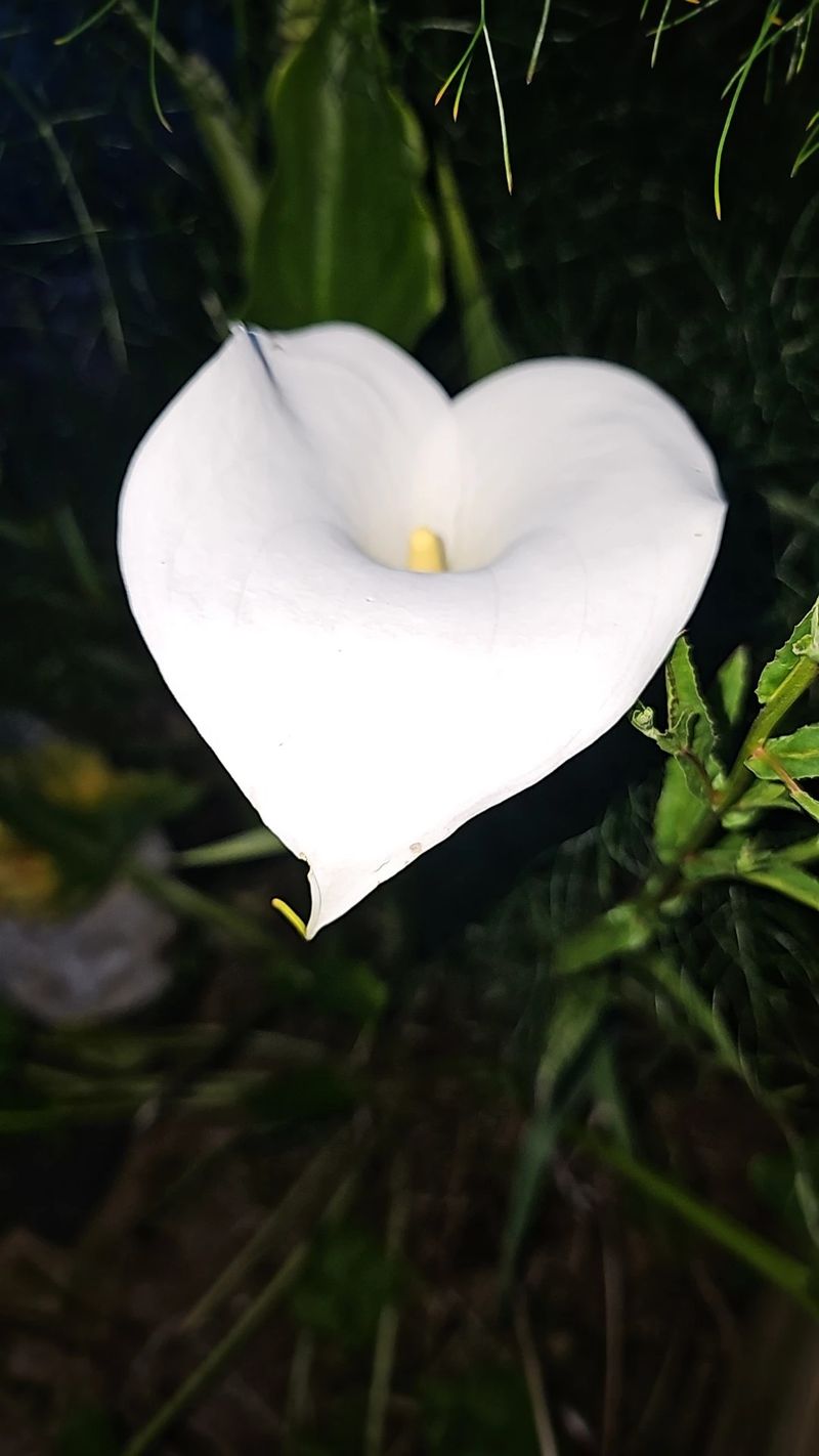 the-captivating-calla-lily-symbolism-occasions-and-cultural-significance