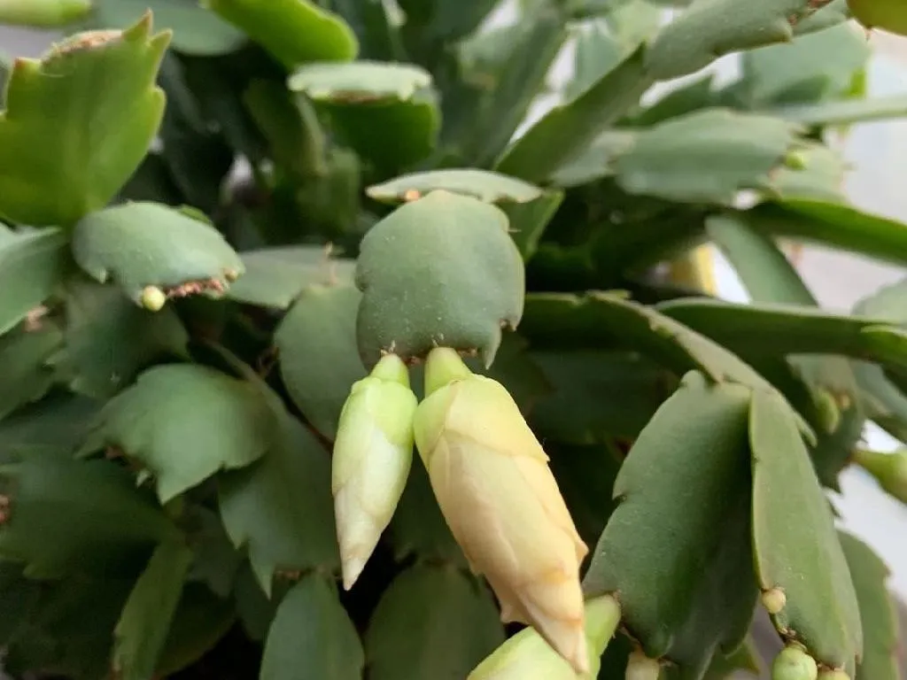 Why Your False christmas cactus Won't Bloom: Solutions and Care Tips