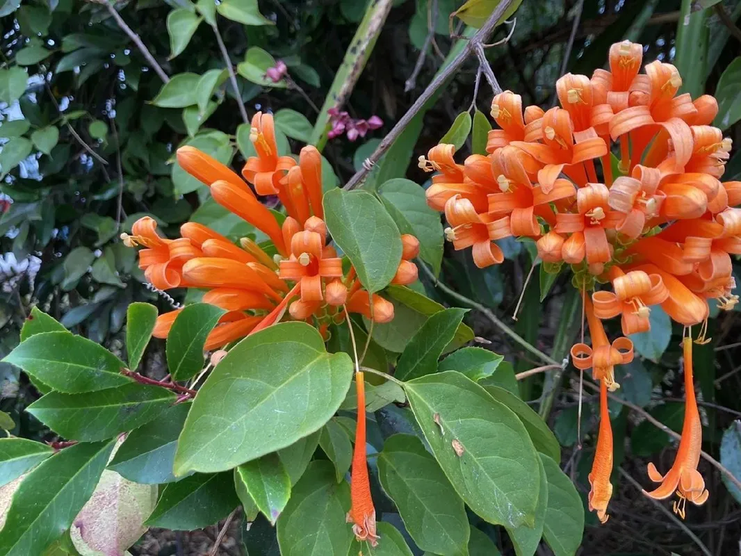 カエンカズラ（火炎葛）が咲かない理由：Pyrostegia venustaの花の問題