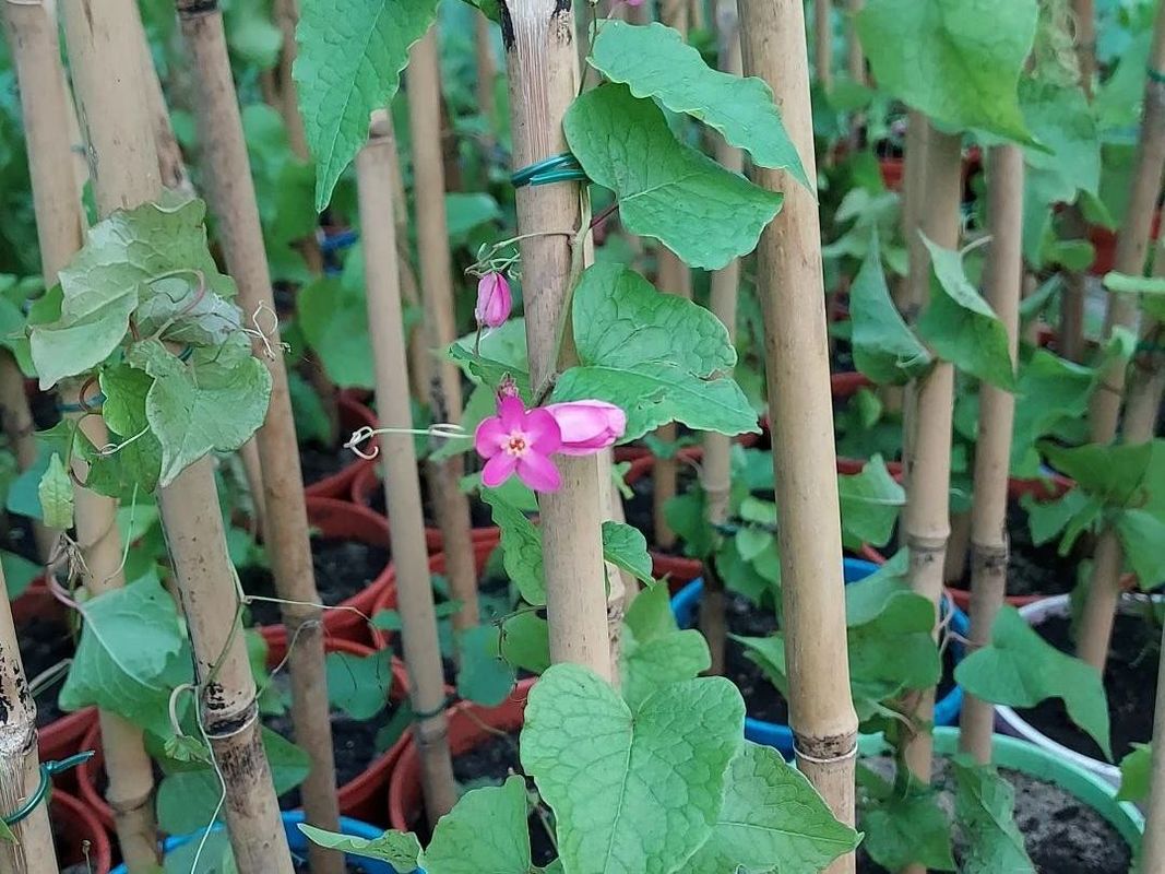 Why Won't My Coral vine Bloom? Troubleshooting Tips for Antigonon leptopus