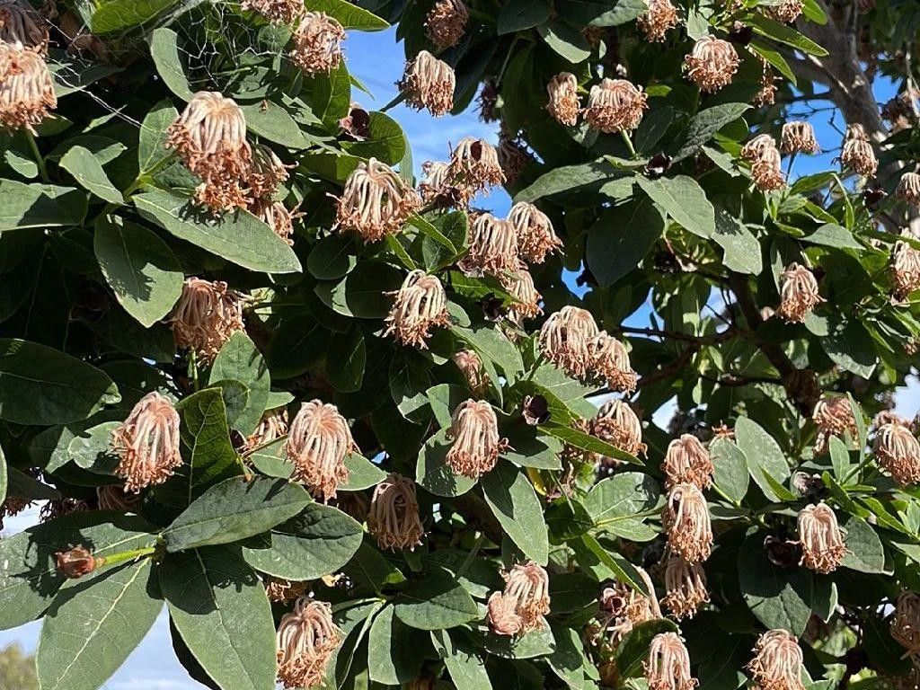 Why Your Pom-pom tree (Dais cotinifolia) Won't Bloom: Solutions and ...