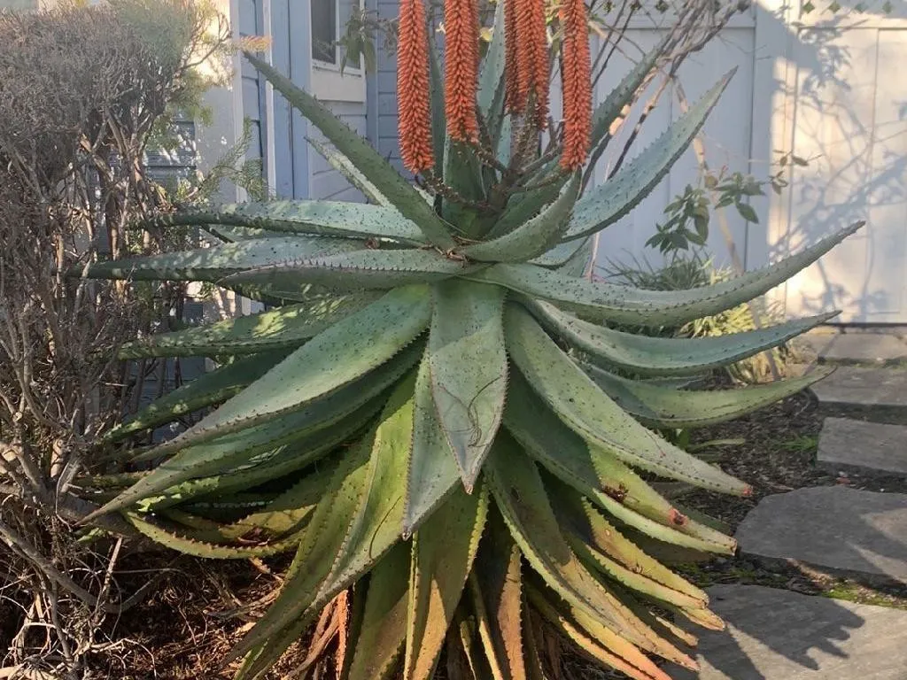 Why Your Bitter aloe (Aloe ferox) Isn't Blooming: Causes and Solutions