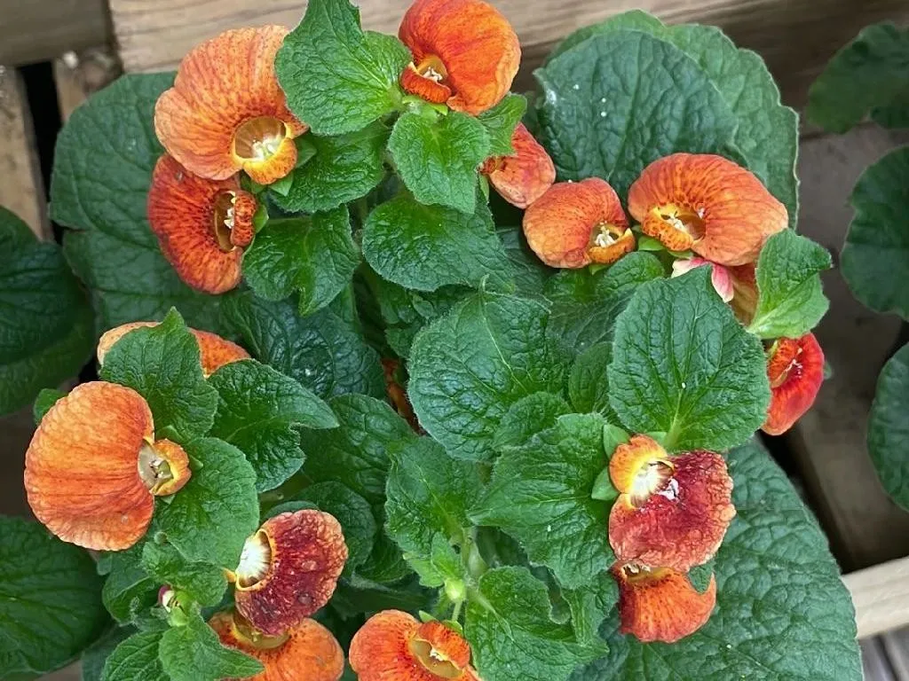 칼세올라리아 인테그리플로라이 피지 않는 이유는 무엇인가요? Calceolaria integrifolia에 대한 문제 식별하기