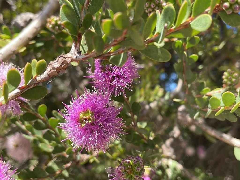 Why Won't My Pink melaleuca Bloom? Understanding Flowering Issues in