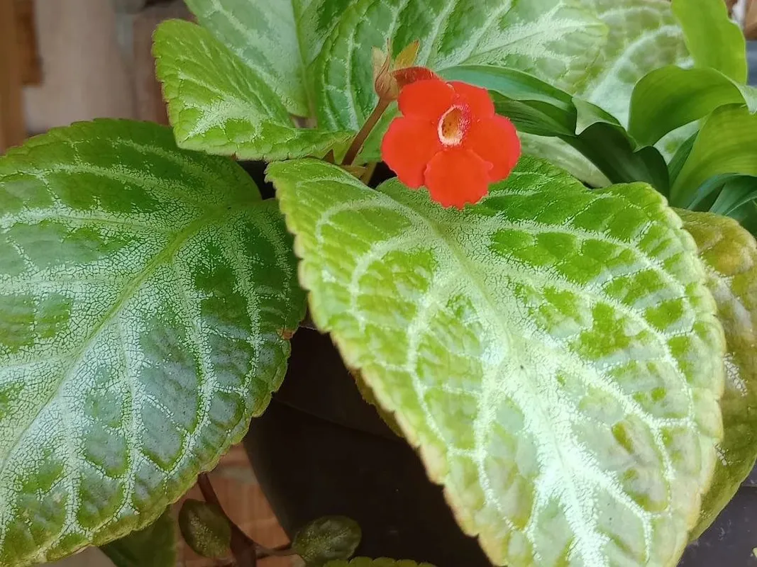 エピスシア・クプレアータ(Episcia cupreata)が開花しない理由 エピスシア・クプレアータ(Episcia cupreata)が開花しない理由