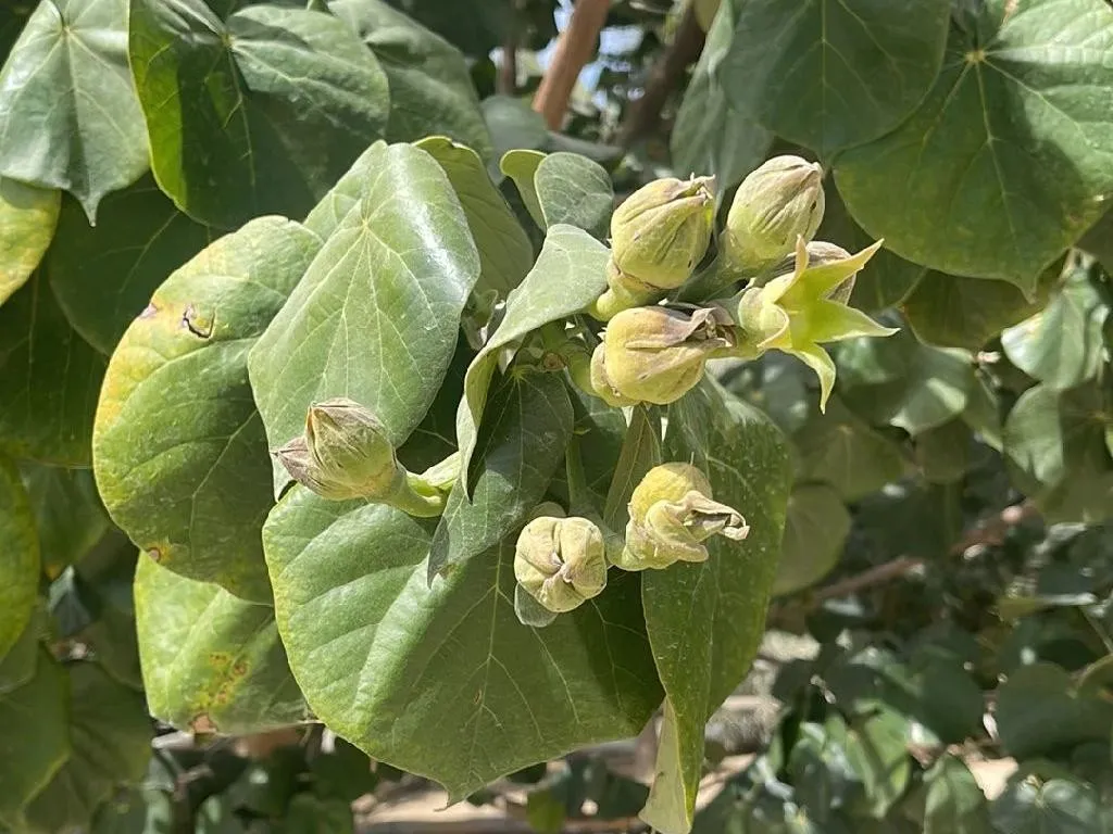 オオハマボウ オオハマボウ-花しらべ-花図鑑