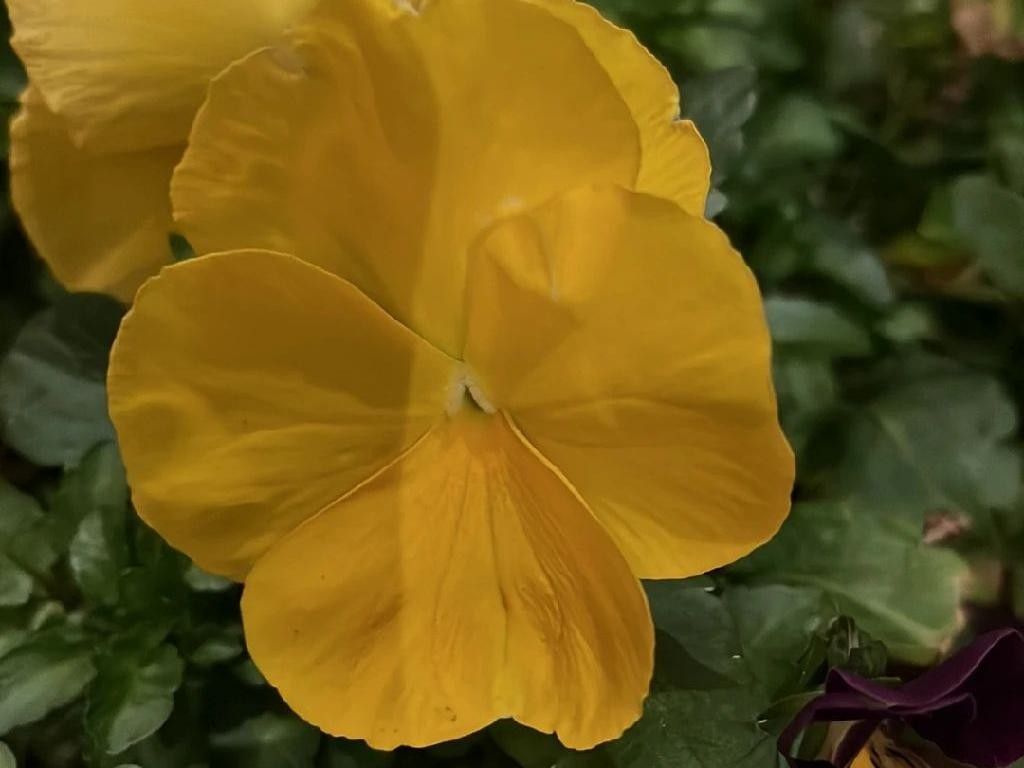 ビオラ・トリコロールが咲かない理由は？花が咲かない問題のトラブル
