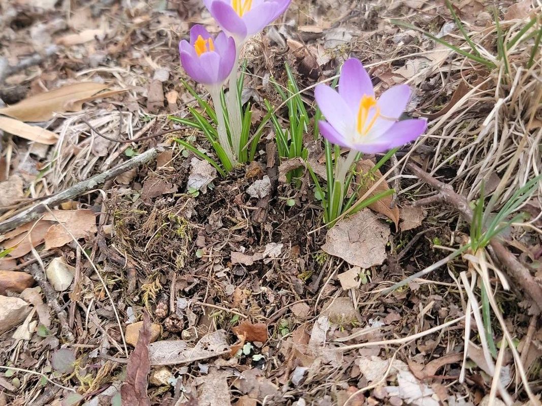 Why Your Woodland crocus Won't Bloom: Troubleshooting Tips