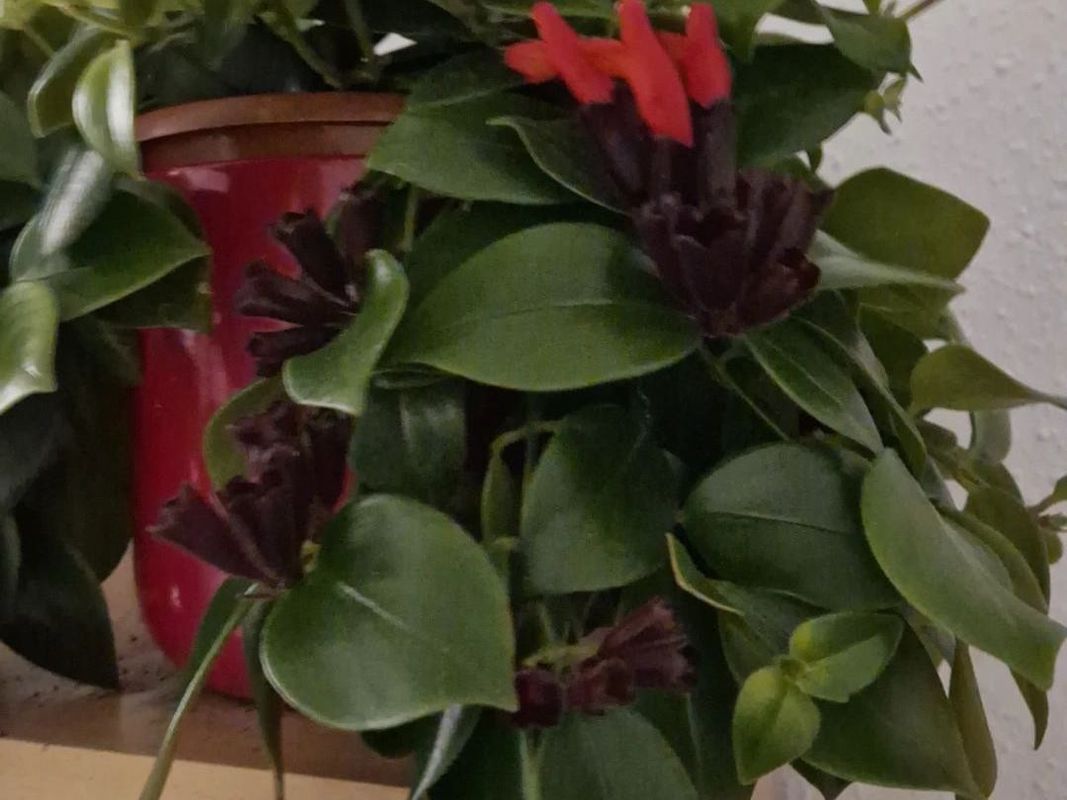 Por qué tu Planta barra de labios no florece: Consejos para fomentar ...