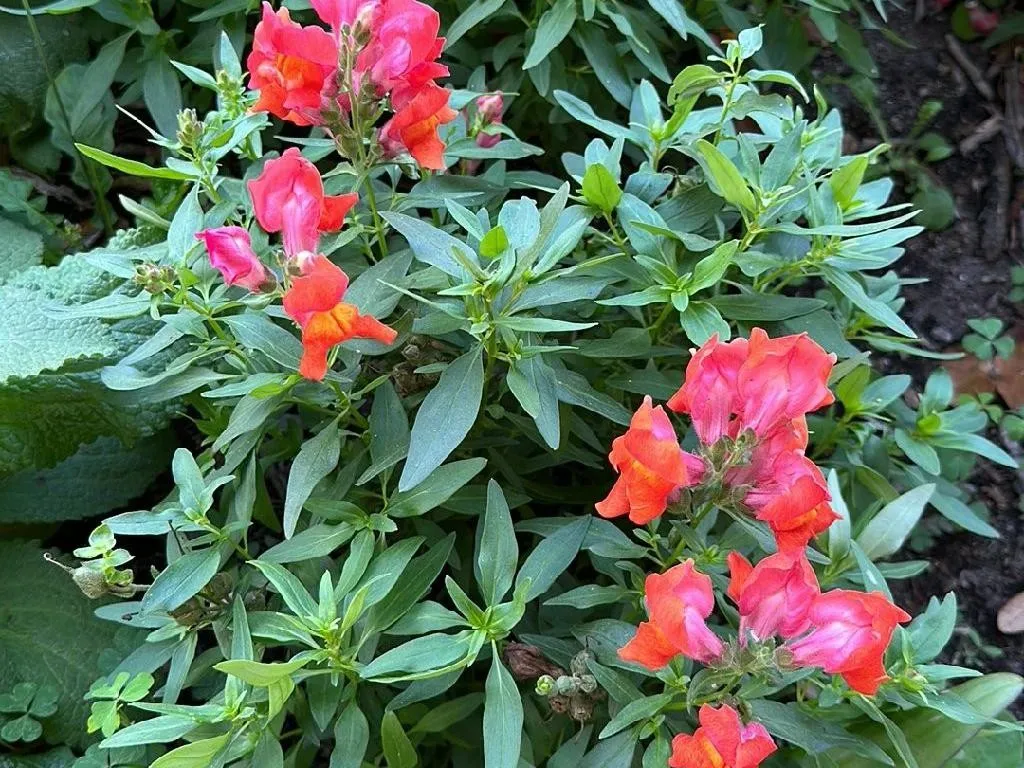 2 Unidades De Flores Boca De Dragón Naturales: Decoración Para Exterior, Colores Surtidos, Iluminan Tu Jardín O Balcón