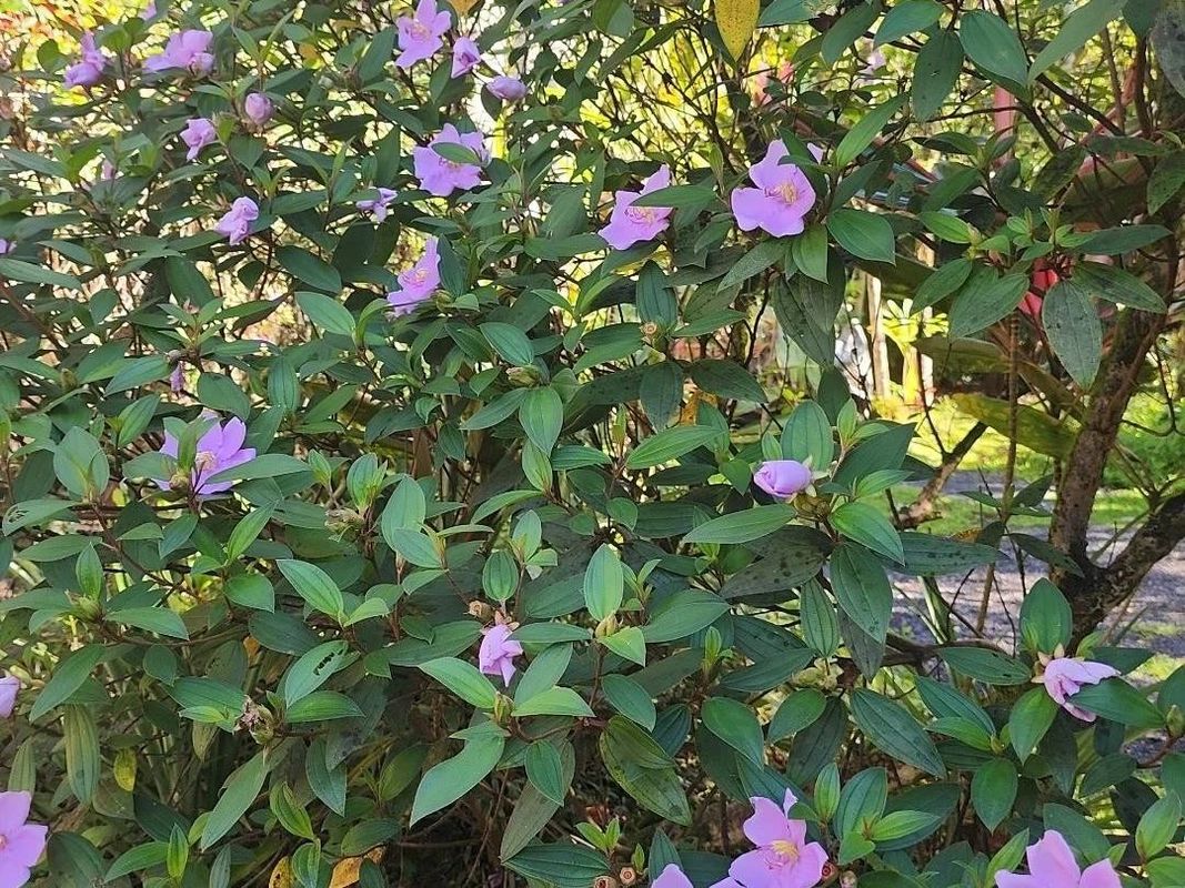 Why Your Malabar melastome Won't Bloom: Troubleshooting Tips