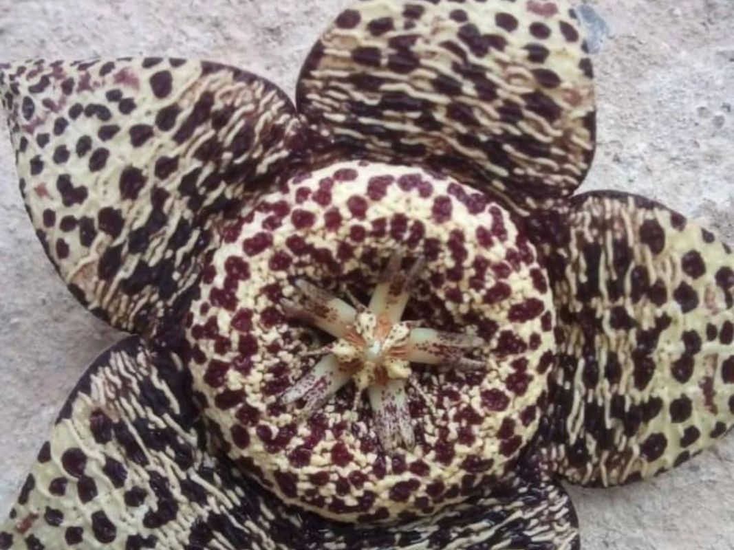 Why Won't My Starfish Cactus Bloom? Understanding Flowering Issues in