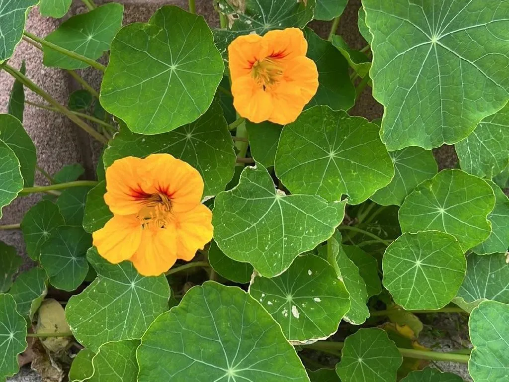 Significado De La Flor De Capuchina Capuchina: Secreto Natural Para
