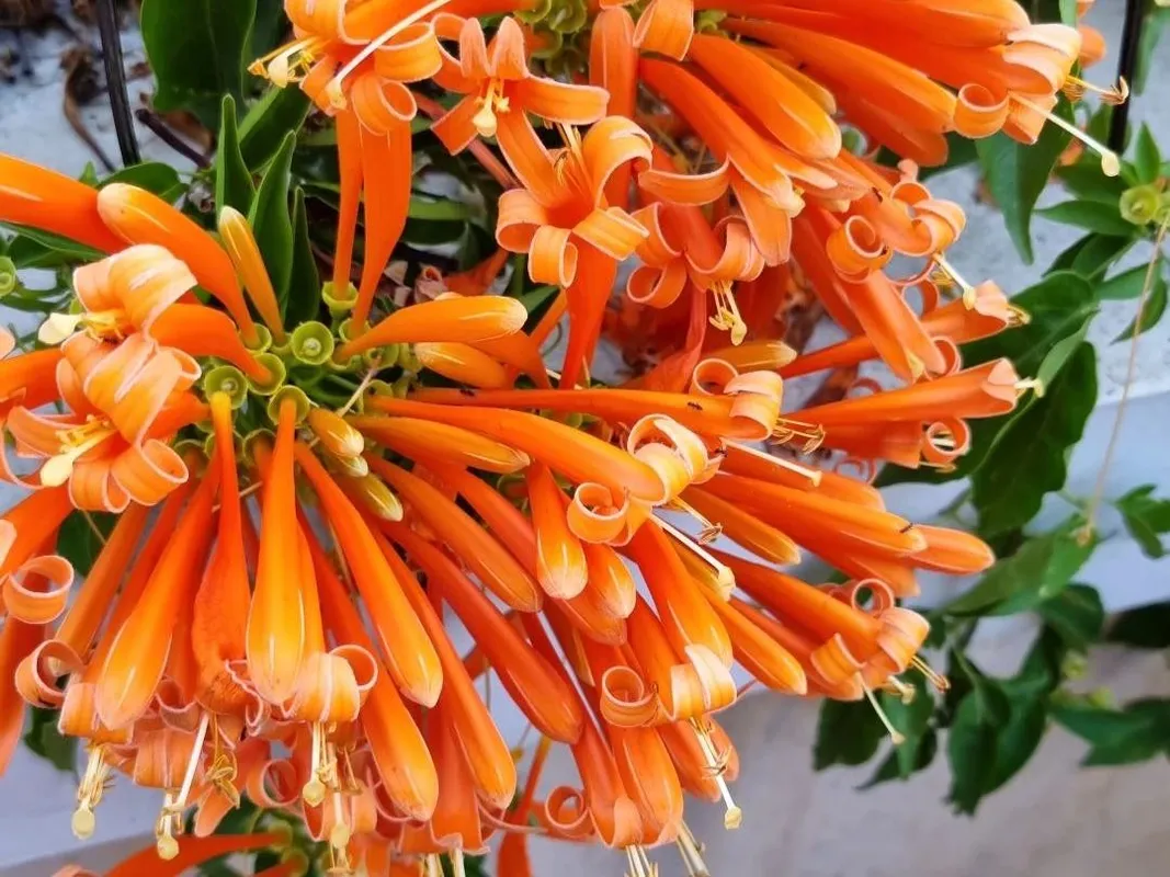 炎花 カエンカズラ（火炎葛）が咲かない理由：Pyrostegia venustaの花の問題