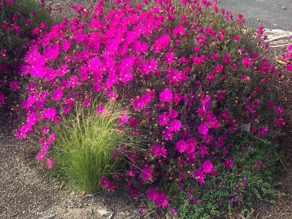 Why Your Trailing ice plant Won't Bloom: Understanding Lampranthus ...