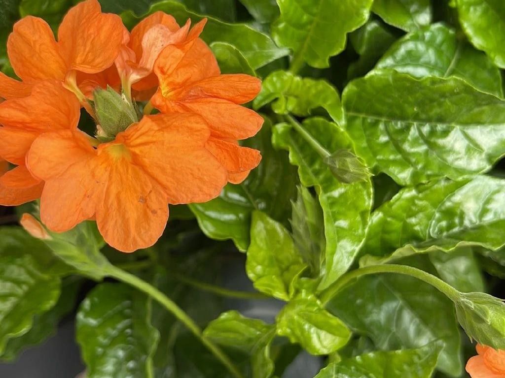 クロサンドラはなぜ花が咲かないのか？健康的な花のためのトラブル