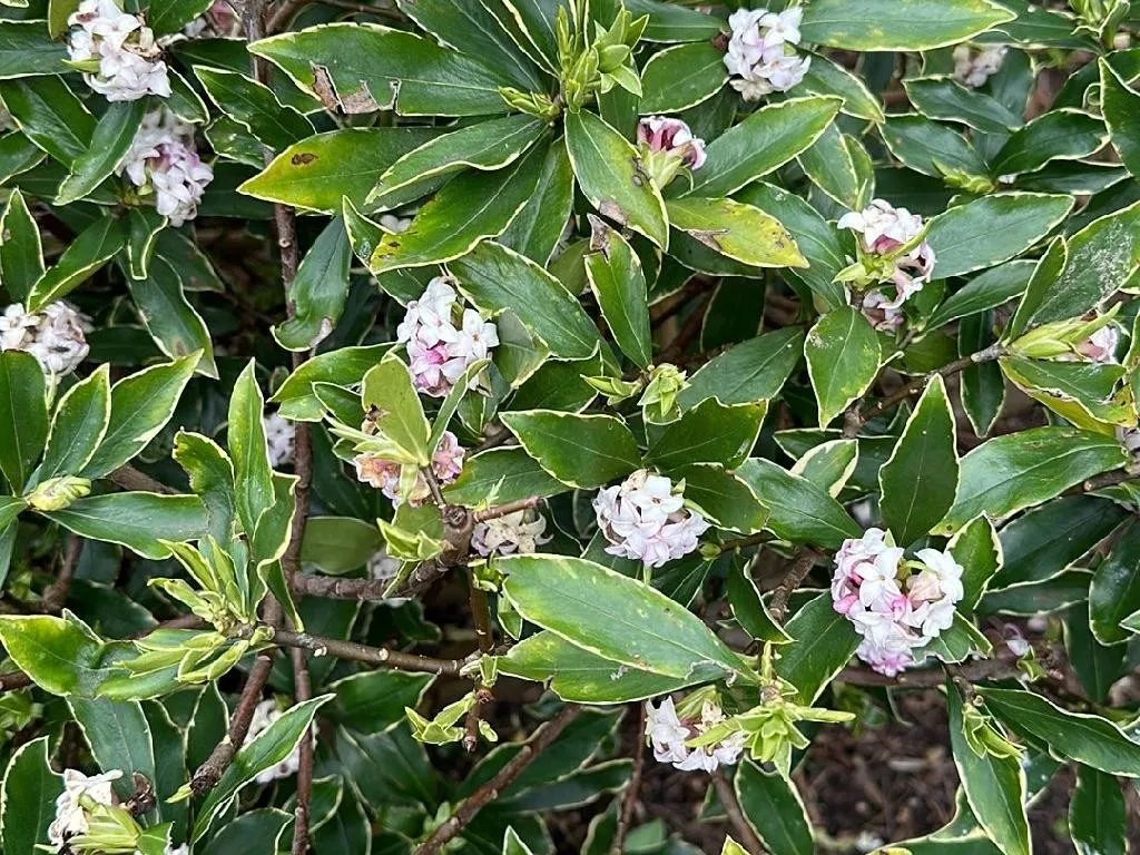 ジンチョウゲ（沈丁花）が咲かないのはなぜ？一般的な要因と解決策