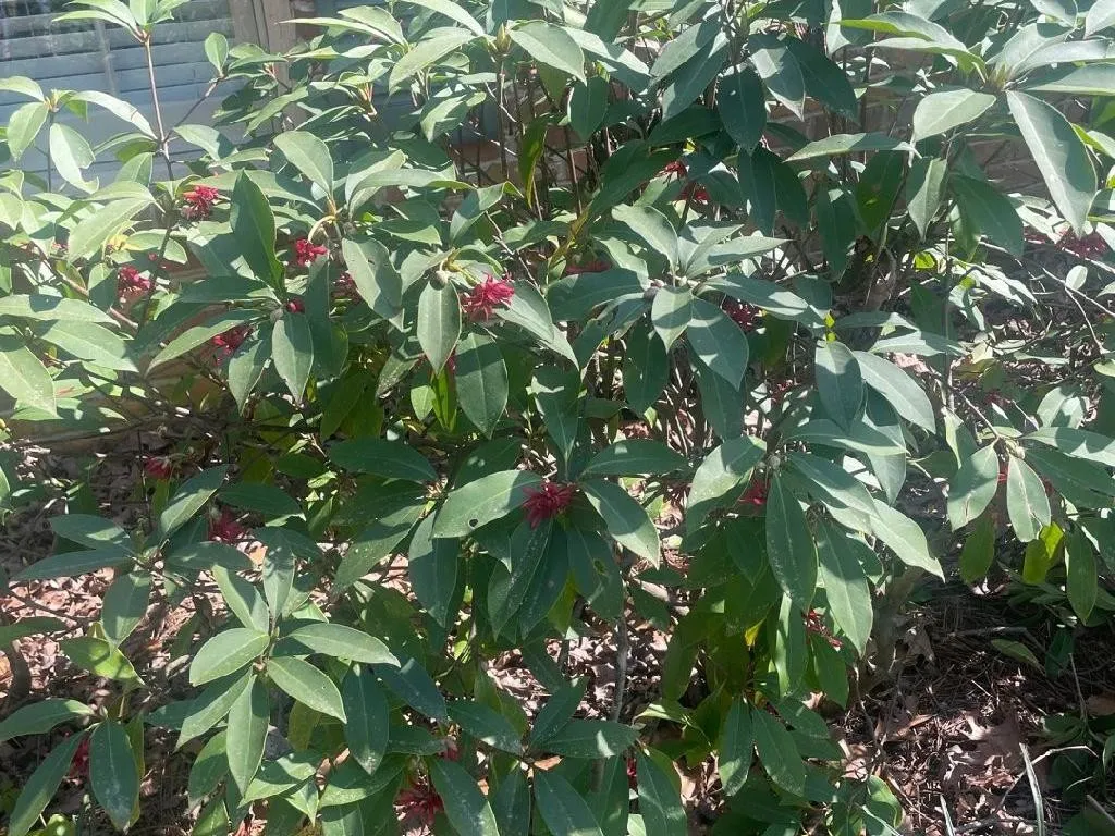 Pourquoi Badiane de la Floride ne fleurit pas : Conseils de dpannage pour  Illicium floridanum