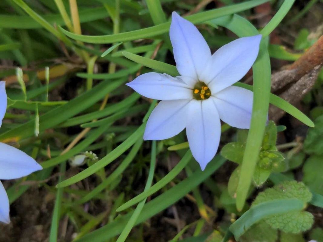 Why Won't My Spring starflower Bloom? Unraveling Blooming Issues with ...