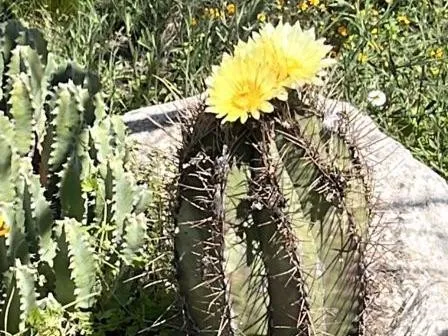 Warum blht mein Astrophytum ornatum nicht? Verstndnis von Astrophytum  ornatum