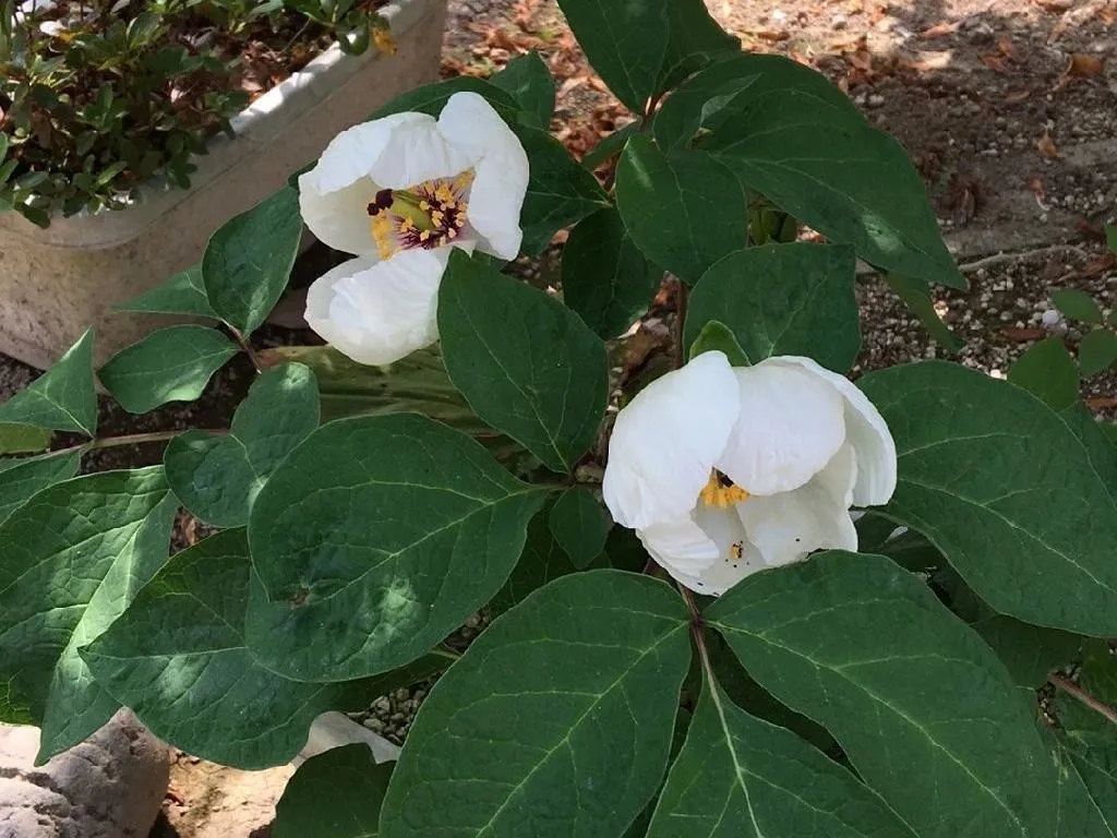 山芍薬赤 他 庭の花達 ご確認用 紅花山芍薬（ベニバナヤマシャクヤク