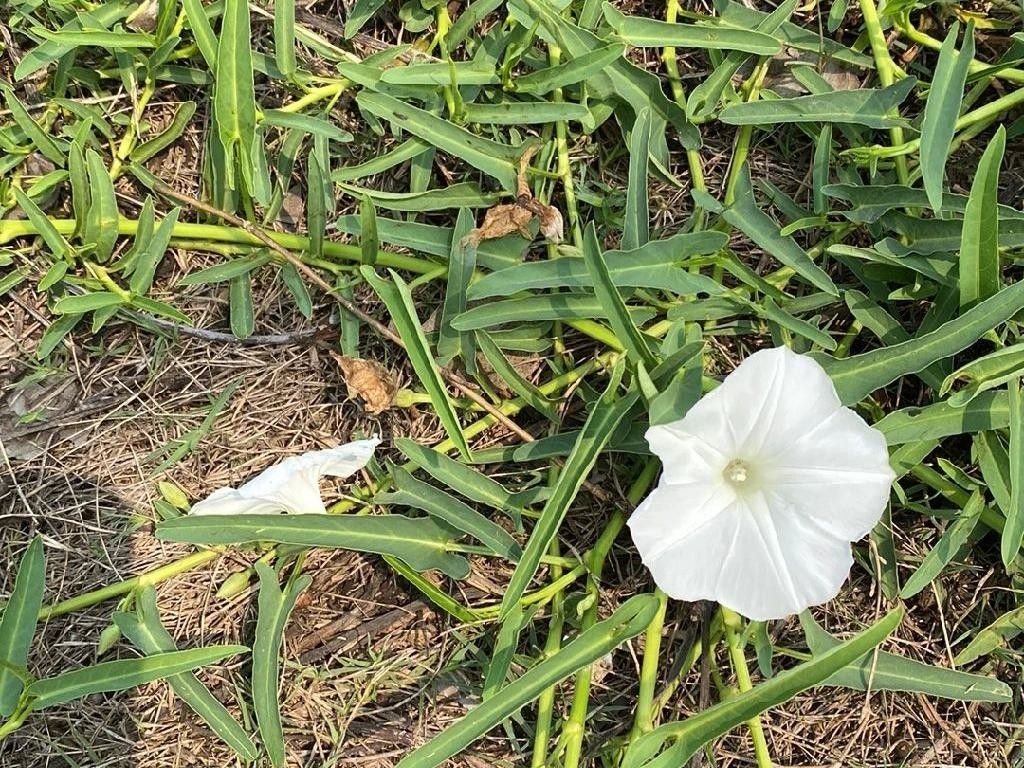 クウシンサイ（空心菜）が咲かない理由：Ipomoea aquaticaのための