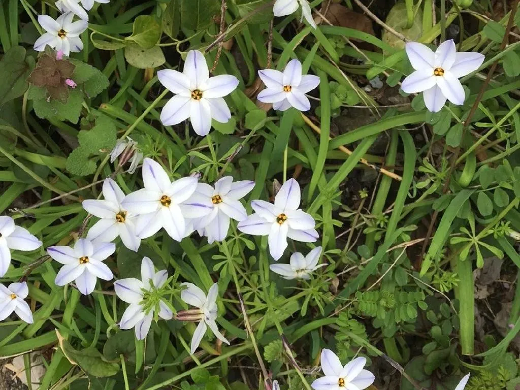 ハナニラ（花韮）が花を咲かせない理由は？Ipheion uniflorumの開花