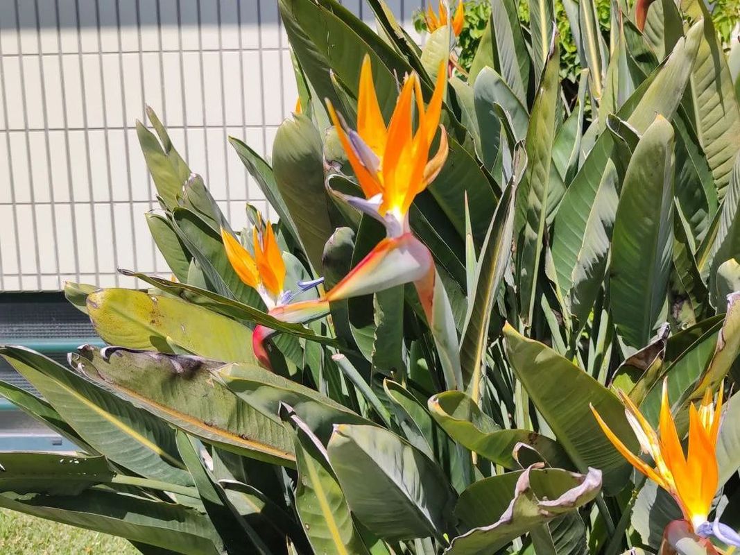 Warum Ihre Paradiesvogelblume nicht blht: Diagnose-Tipps fr Strelitzia  reginae