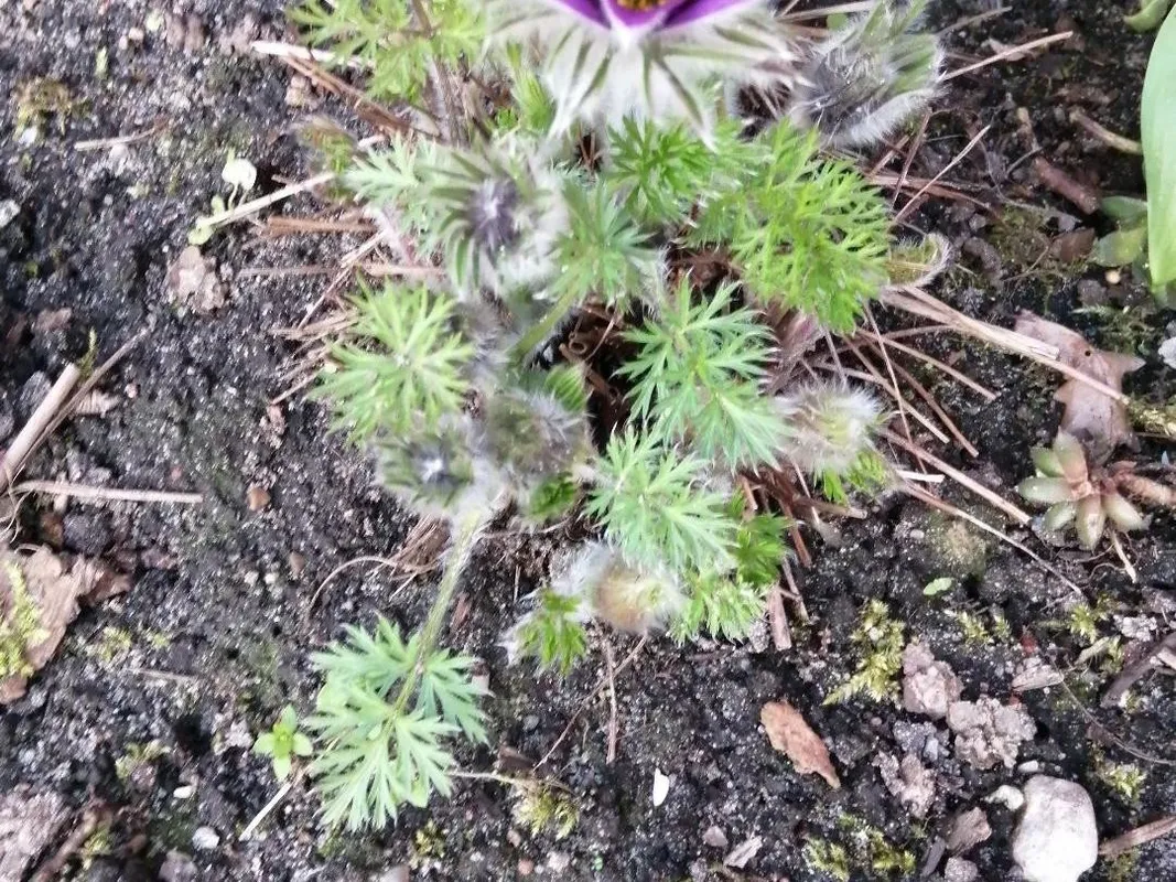 セイヨウオキナグサ（西洋翁草）（Pulsatilla vulgaris）が咲かない