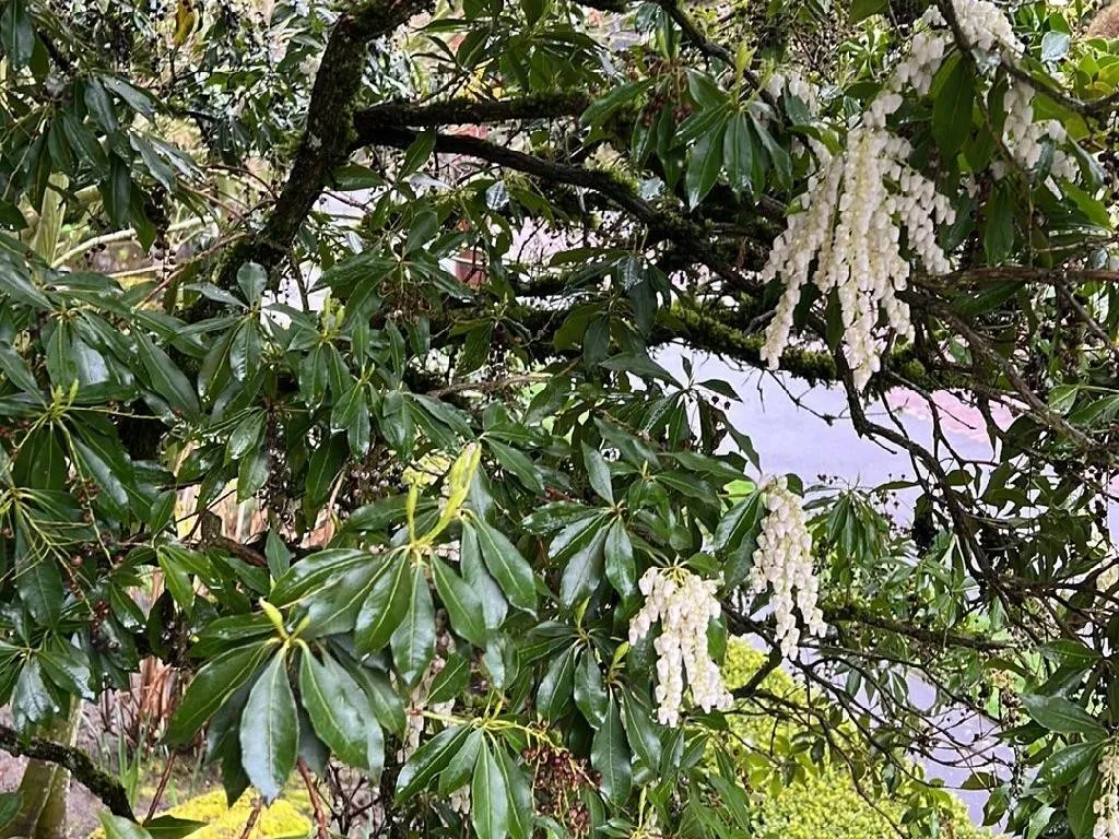 アセビ（Pieris japonica）が開花しない理由：主要な要因と解決策