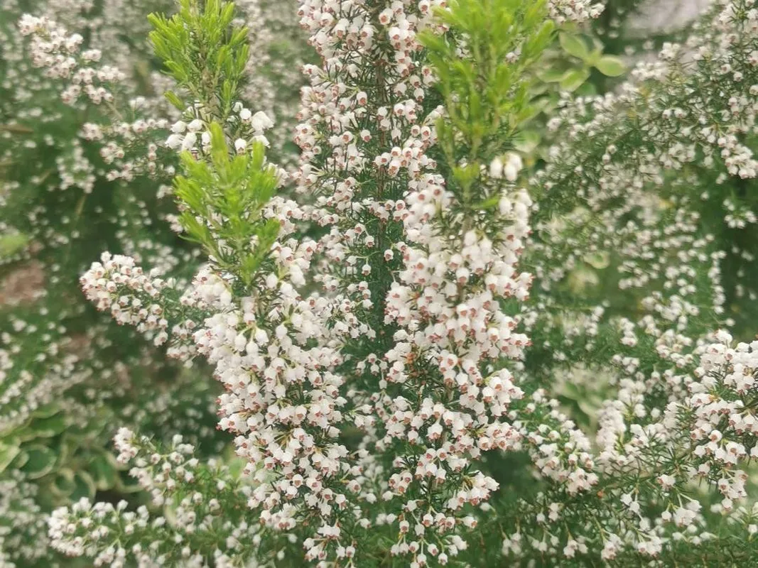 Por qué tu Brezo (Erica arborea) no florece: Soluciones y consejos de  cuidado, image size:1067x800