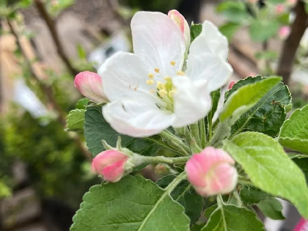 蘋果為何不開花：針對Malus pumila的故障排除提示, image size:1024x768