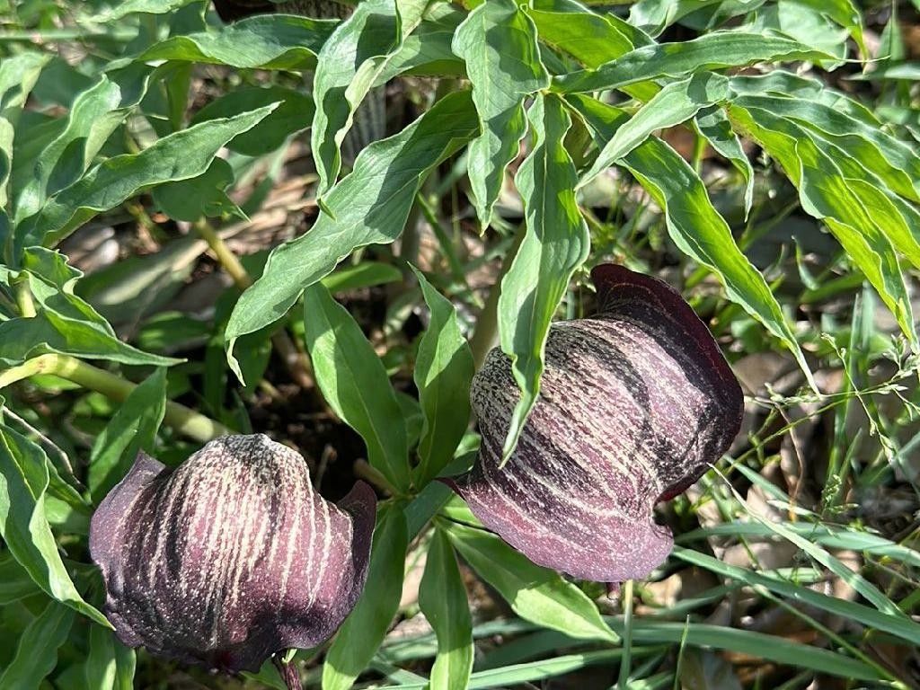 テンカウント 花のみぞ知る  など 花のみぞ知る 2｜ビーズガーデン bʼs-garden｜HertZ&CRAFT&SHY