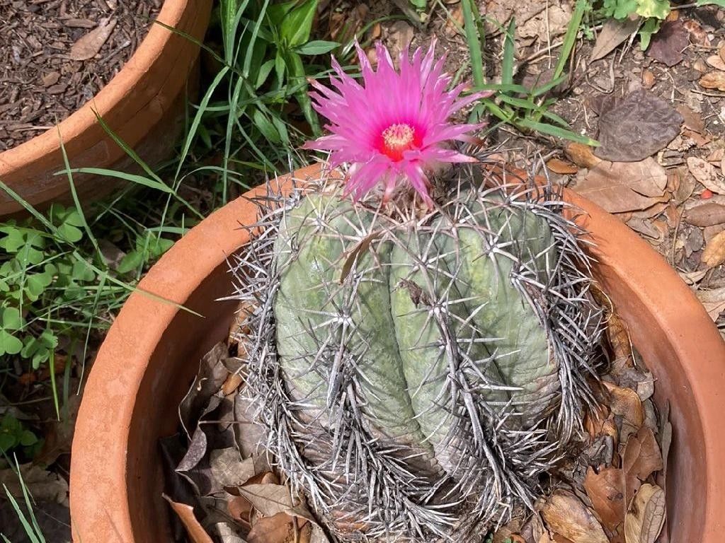 タイヘイマル（太平丸）が咲かないのはなぜ？Echinocactus