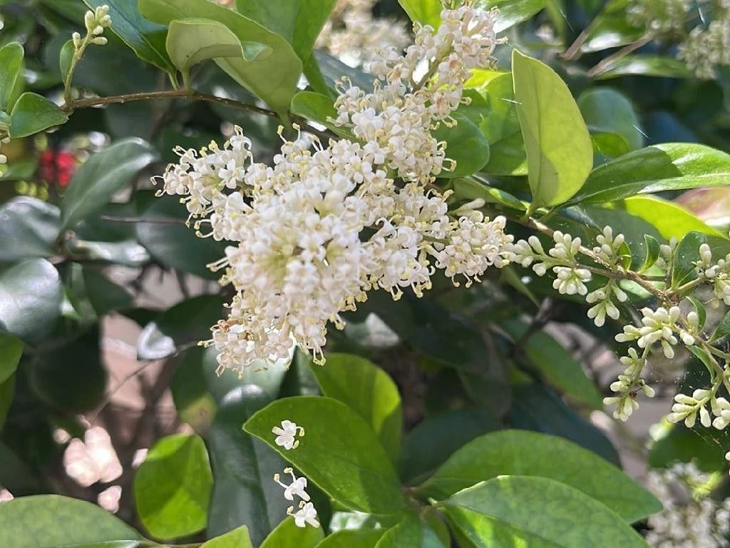 Why Won't My Japanese privet Bloom? Understanding Ligustrum japonicum
