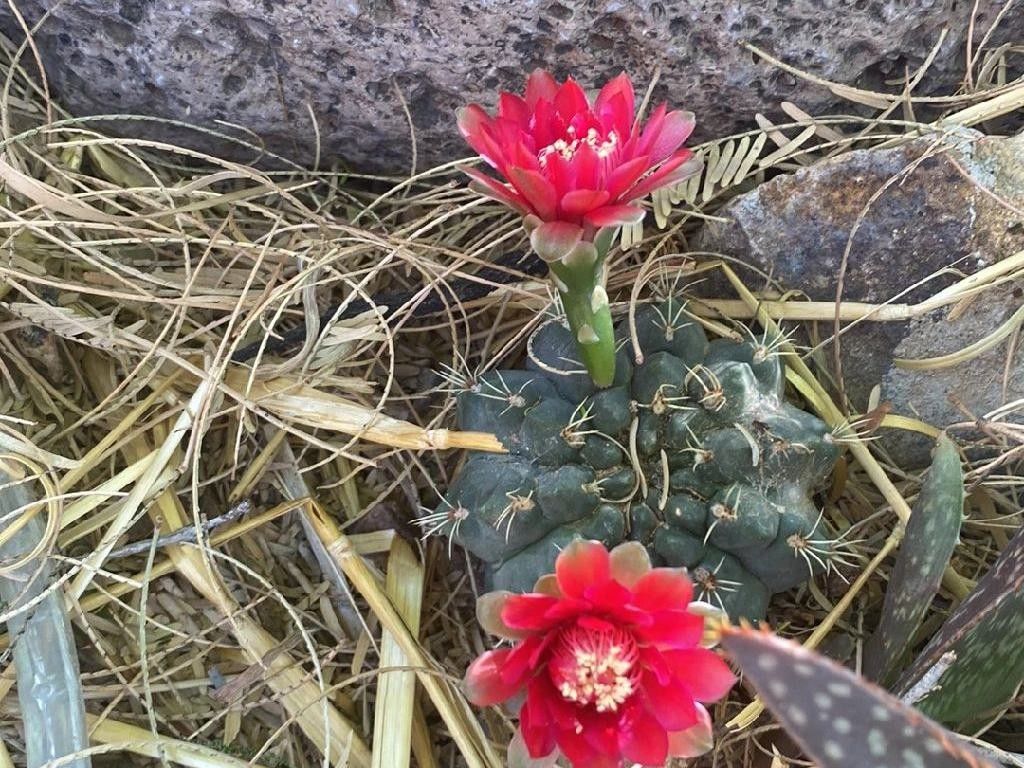 ヒカダマ（緋花玉）はなぜ開花しないのか？Gymnocalycium baldianumの