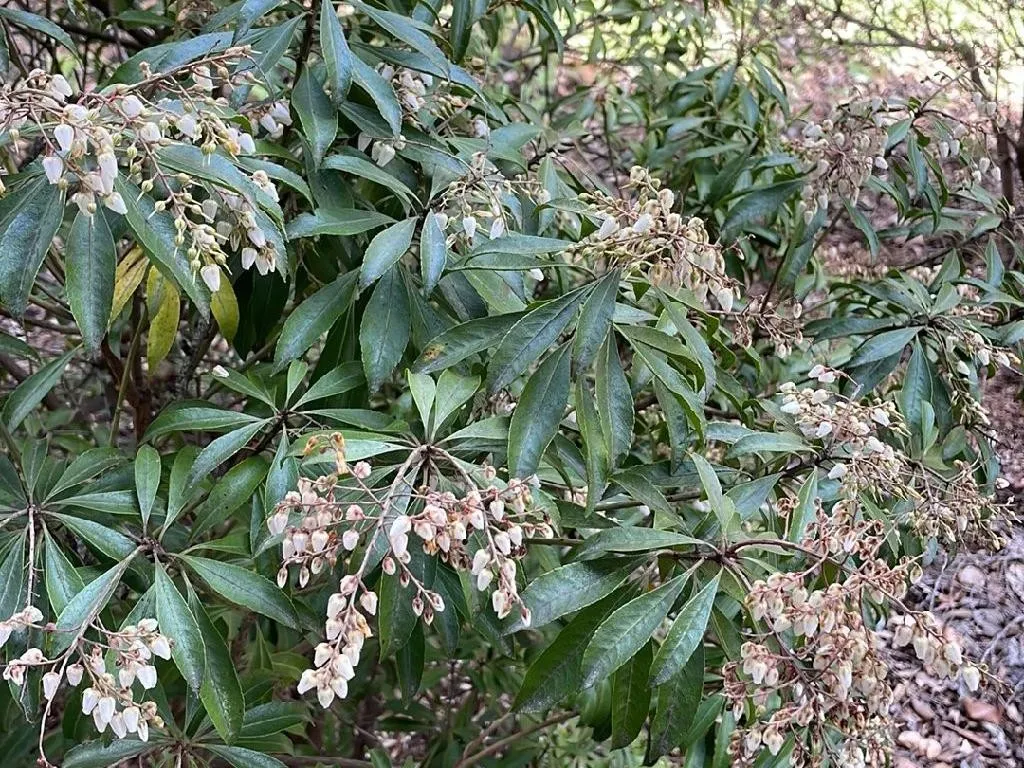 Warum Ihre Japanische Lavendelheide (Pieris japonica) Nicht Blht:  Schlsselfaktoren und Lsungen